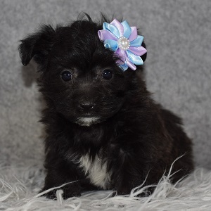 Yorkichon Puppy For Sale – Jazz, Female – Deposit Only