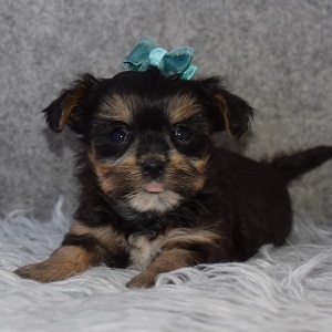 Shorkie Puppy For Sale – Jenna, Female – Deposit Only