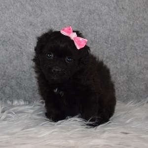Pomapoo Puppy For Sale – Jette, Female – Deposit Only
