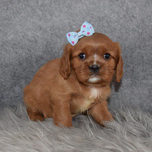 Cavalier Puppy For Sale – Lala, Female – Deposit Only