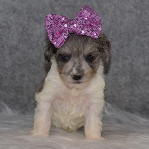 Schnoodle Puppy For Sale – Marnie, Female – Deposit Only