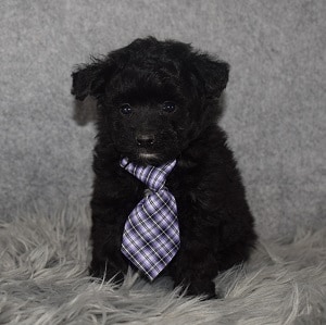 Pomapoo Puppy For Sale – Midnight, Male – Deposit Only