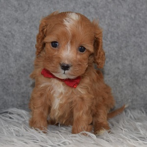 Cavapoo Puppy For Sale – Nixon, Male – Deposit Only