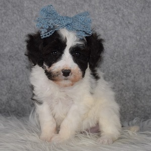 Bichonpoo Puppy For Sale – Paisley, Female – Deposit Only