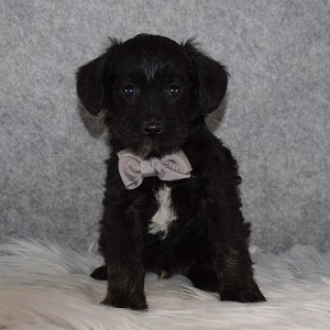 Schnoodle Puppy For Sale – Parsnip, Male – Deposit Only