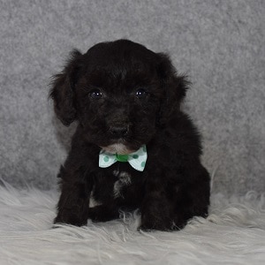 Bichonpoo Puppy For Sale – Patrick, Male – Deposit Only