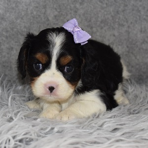 Cavalier Puppy For Sale – Raney, Female – Deposit Only