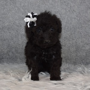 Schnoodle Puppy For Sale – Spirit, Female – Deposit Only