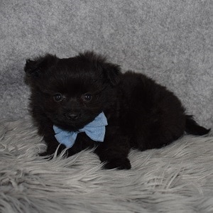 Pomapoo Puppy For Sale – Twilight, Male – Deposit Only