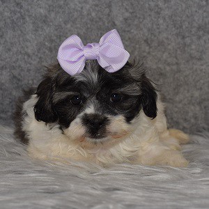 Shichon Puppy For Sale – Bridget, Female – Deposit Only