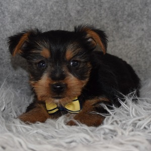 Yorkie Puppy For Sale – Calix, Male – Deposit Only