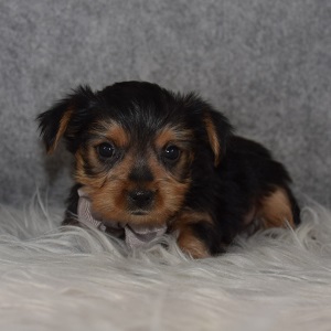 Yorkie Puppy For Sale – Cranberry, Male – Deposit Only