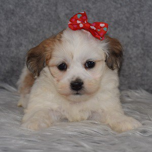Shichon Puppy For Sale – Delaney, Female – Deposit Only