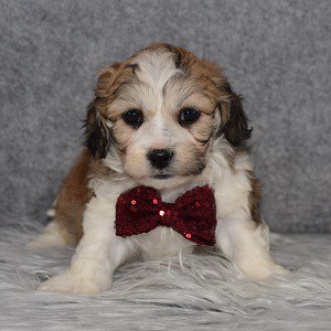 Shichon Puppy For Sale – Dutton, Male – Deposit Only