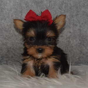 Yorkie Puppy For Sale – Fig, Female – Deposit Only