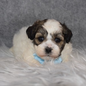 Shichon Puppy For Sale – Finley, Male – Deposit Only