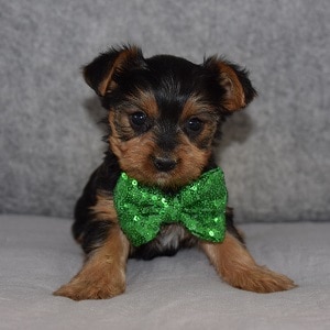 Yorkie Puppy For Sale – Flip, Male – Deposit Only