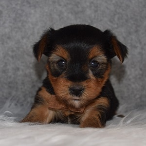 Yorkie Puppy For Sale – Gavin, Male – Deposit Only