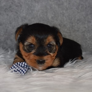 Yorkie Puppy For Sale – Grayson, Male – Deposit Only