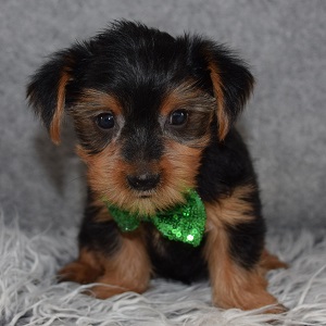 Yorkie Puppy For Sale – Hero, Male – Deposit Only
