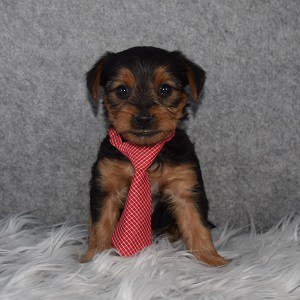 Yorkie Puppy For Sale – Mike, Male – Deposit Only