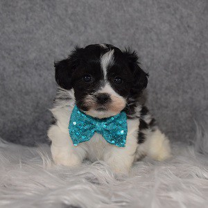 Shichon Puppy For Sale – Omega, Male – Deposit Only