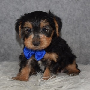 Yorkie Puppy For Sale – Pappy, Male – Deposit Only