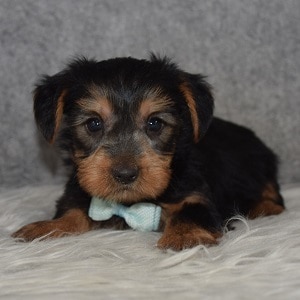 Yorkie Puppy For Sale – Pupper, Male – Deposit Only