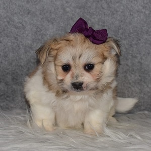 TeddyPom Puppy For Sale – Sage, Female – Deposit Only