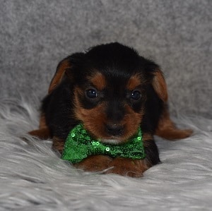Yorkie Puppy For Sale – Smokey, Male – Deposit Only