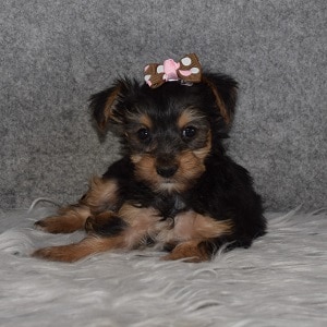 Yorkie Puppy For Sale – Tutu, Female – Deposit Only