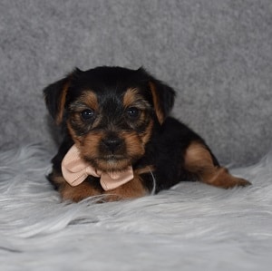 Yorkie Puppy For Sale – Will, Male – Deposit Only