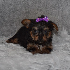 Yorkie Puppy For Sale – Zuzu, Female – Deposit Only