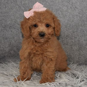 Poodle Puppy For Sale – Amelia, Female – Deposit Only