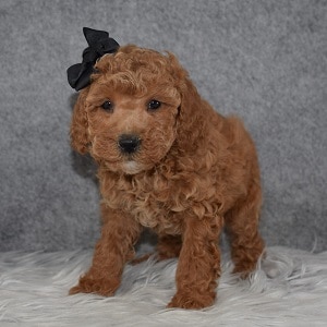 Poodle Puppy For Sale – Darla, Female – Deposit Only
