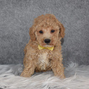Poodle Puppy For Sale – Jake, Male – Deposit Only