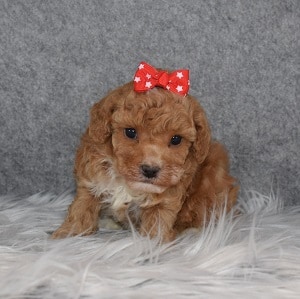 Poodle Puppy For Sale – Jane, Female – Deposit Only