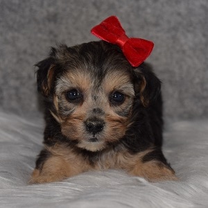 Yorkichon Puppy For Sale – Joy, Female – Deposit Only