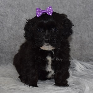 Shihpoo Puppy For Sale – Raven, Female – Deposit Only