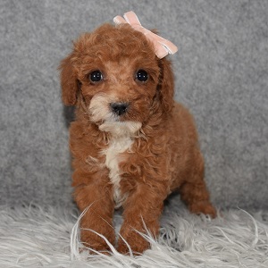 Poodle Puppy For Sale – Tamar, Female – Deposit Only