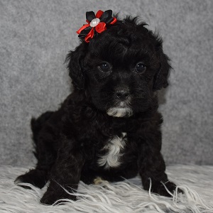 Shihpoo Puppy For Sale – Tater, Female – Deposit Only
