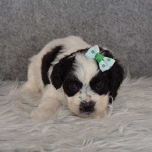 Shihpoo Puppy For Sale – Viv, Female – Deposit Only