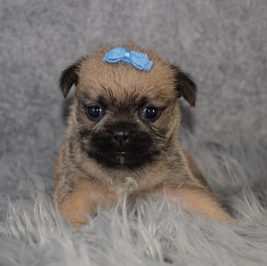 Teddypug Puppy For Sale – Odette, Female – Deposit Only