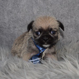 Teddypug Puppy For Sale – Oliver, Male – Deposit Only
