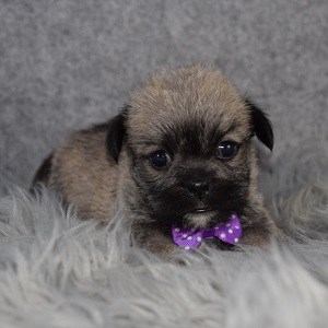 Teddypug Puppy For Sale – Otto, Male – Deposit Only
