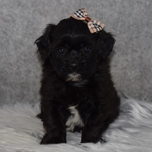 Shihpoo Puppy For Sale – Wren, Female – Deposit Only