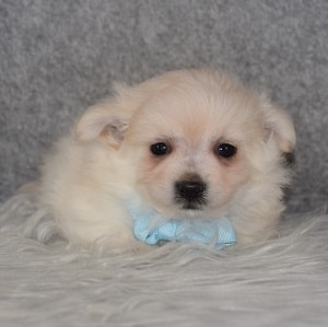 Maltipom Puppy For Sale – Arthur, Male – Deposit Only