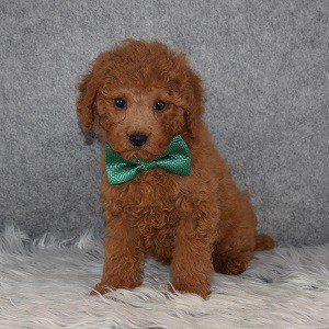 Cavapoo Puppy For Sale – Asher, Male – Deposit Only