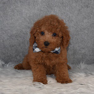 Cavapoo Puppy For Sale – Ashton, Male – Deposit Only