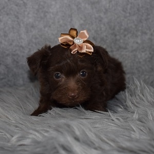 Yorkiepoo Puppy For Sale – Autumn, Female – Deposit Only